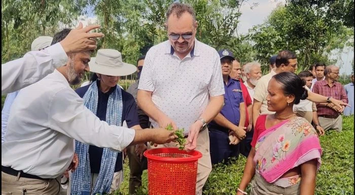 ঠাকুরগাওয়ে সমতলের চা বাগান ও ২শ বছরের পুরনো আমগাছ পরিদর্শনে যুক্তরাষ্ট্রের রাষ্ট্রদূত ব্রেন্ট টি